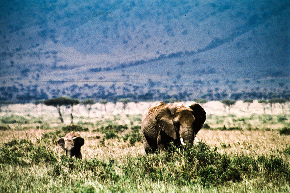 55392_SL_COLOR_ELEPHANTS_MASAI_KENYA_AFRICA_1989_13