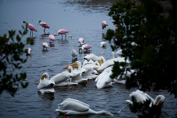85547_ZV4N_7333-122_Miami_To_Sanibel_Island_FL