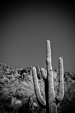 0031_La_Arizona_5L8Y5374