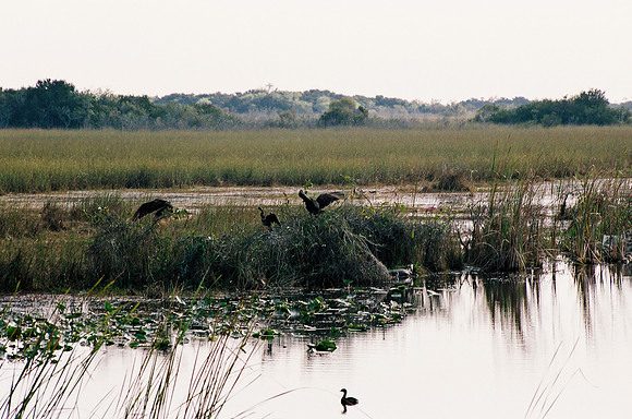 84694_EVERGLADES 33939__Azuley-R7-2A