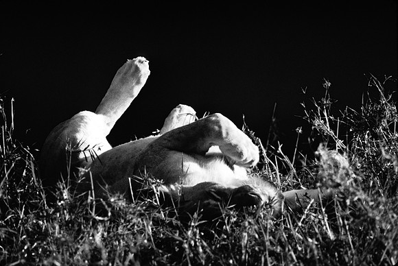 55454_SL_COLOR_LION_KILL_SUMBURU_KENYA_AFRICA_1989-2