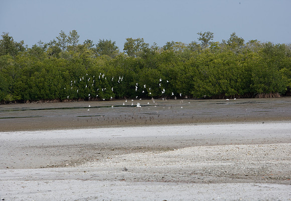 85545_ZV4N_7186_Miami_To_Sanibel_Island_FL