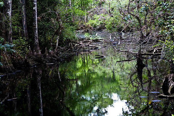 2527_EVERGLADES_MIAMI_FLORIDA_AOM_20090315__A0M1393