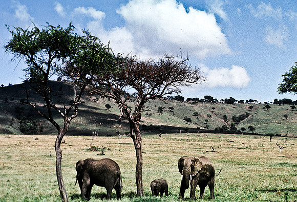 55392_SL_COLOR_ELEPHANTS_MASAI_KENYA_AFRICA_1989_18