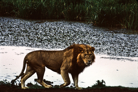 55458_SL_COLOR_LIONS_ABERDEN_KENYA_AFRICA_1989_7
