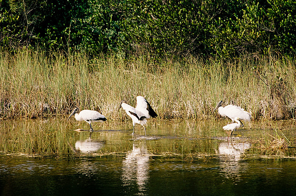 84694_EVERGLADES 33937__Azuley-R3-15