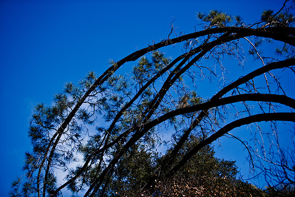 36425_DG_CALIFORNIA_USA_2007_ZV4N_4144