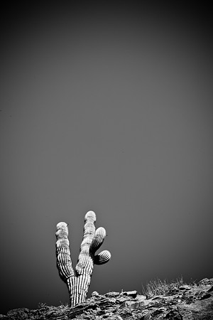0031_La_Arizona_5L8Y5493