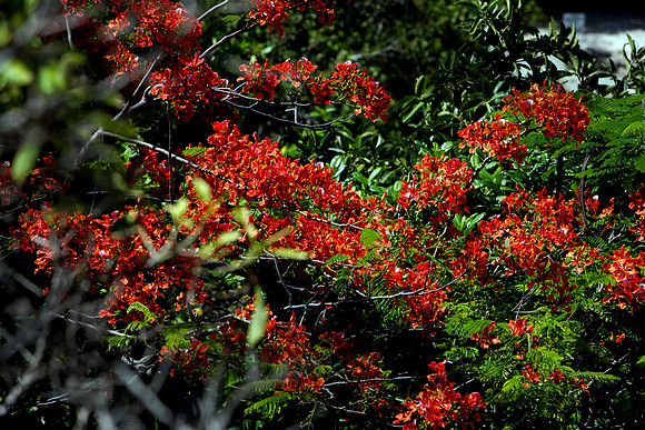 36264_DG_Color_North_America_Ixtapa_MexicoZV4N5029