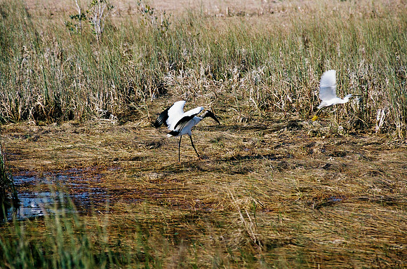 84694_EVERGLADES 33939__Azuley-R7-15A