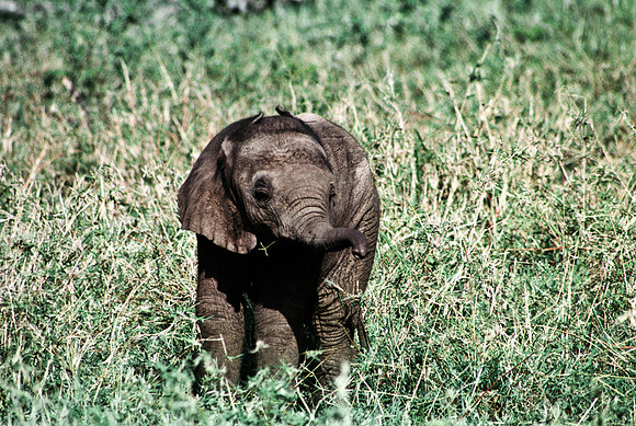 55394_SL_COLOR_ELEPHANTS_MASAI_KENYA_AFRICA_1989_12