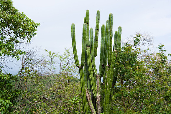 36196_DG_Color_North_America_Ixtapa_MexicoZV4N4798