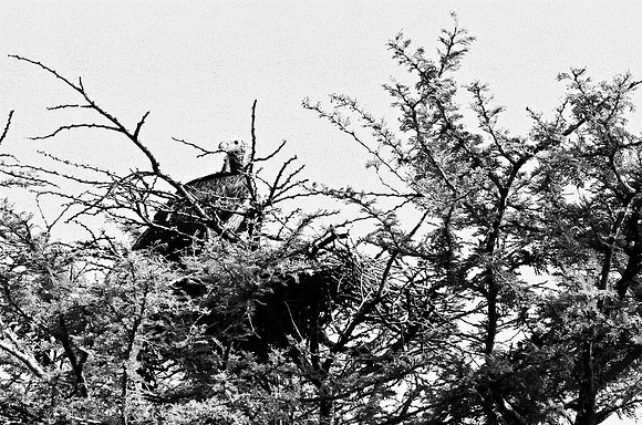 B3_82003_BW_194_New_Sarengety_Africa_89_8