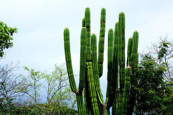 36264_DG_Color_North_America_Ixtapa_MexicoZV4N4800