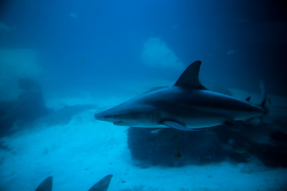 36176_DG_Color_USA_Nassau_Bahamas_Related_Group_AtlantisNassau_Atlantis_Bahamas_ZV4N3473