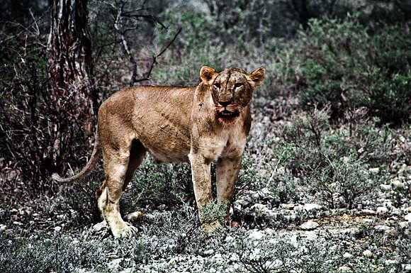 55444_SL_COLOR_LIONS_SUMBURU_KENYA_AFRICA_1989_21