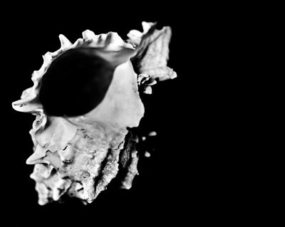 42439_FM_4X5_BW_MUREX_SHELLS_FL_04_06