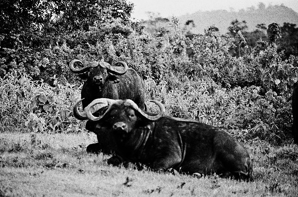 B3_82001_BW_194_New_Safari_Lion_Track_Africa_89_28