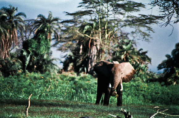 55395_SL_COLOR_ELEPHANTS_KILIMANJARO_KENYA_AFRICA_1989_10