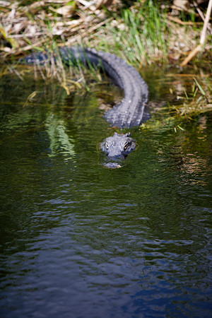 84673_ZV4N_1379_Everglades_Shark_Valley_FL_USA