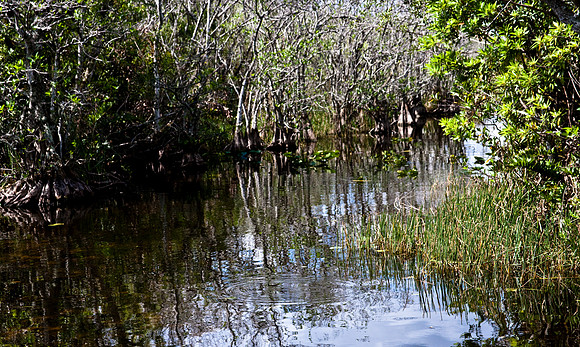 2527_EVERGLADES_MIAMI_FLORIDA_AOM_20090315__A0M1224