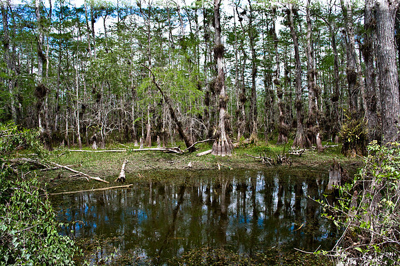 2527_EVERGLADES_MIAMI_FLORIDA_AOM_20090315__A0M1365