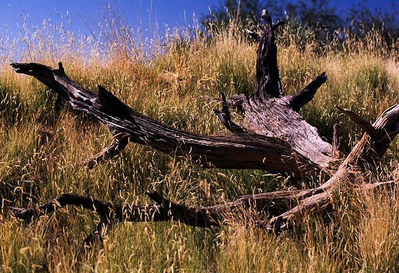 47898_B16_SL_COLOR_SANDS_NAT_MNT_TO_TREE-RIVER_FROM_HWY70_TO_HWY54N_NM_97_1616.jpg