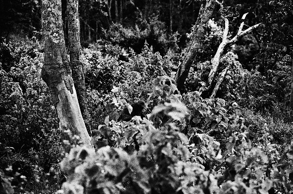B3_82001_BW_194_New_Safari_Lion_Track_Africa_89_20