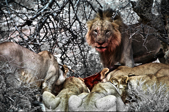55444_SL_COLOR_LIONS_SUMBURU_KENYA_AFRICA_1989_14