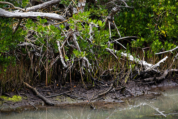 85547_ZV4N_7366-155_Miami_To_Sanibel_Island_FL
