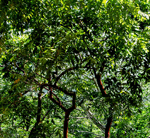 36264_DG_Color_North_America_Ixtapa_MexicoZV4N4970