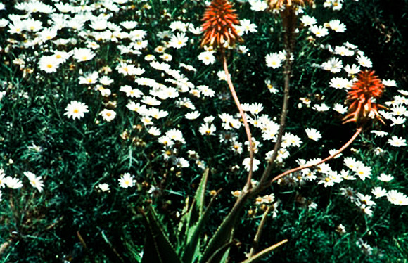 3220_SL_COLOR_TINERHIR_MAROCCO_II_1998_3