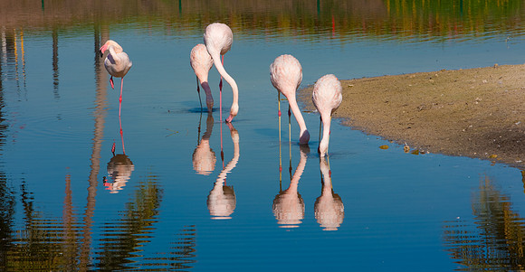 2903_DG_Fisher_Golf_Flamingos_Birds_5l8Y_2851