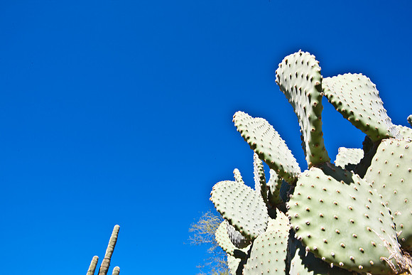 0031_DG_Cactus_Scottsdale_AZ_USA_2009_5L8Y5244