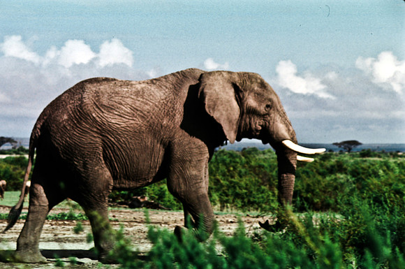 55395_SL_COLOR_ELEPHANTS_KILIMANJARO_KENYA_AFRICA_1989_6
