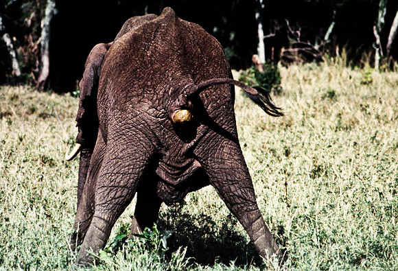 55393_SL_COLOR_ELEPHANTS_MASAI_KENYA_AFRICA_1989_18