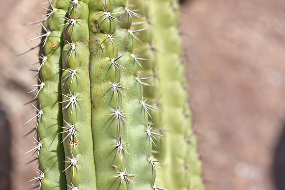 0031_La_Arizona_5L8Y5606