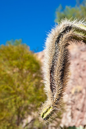 0031_La_Arizona_5L8Y5314