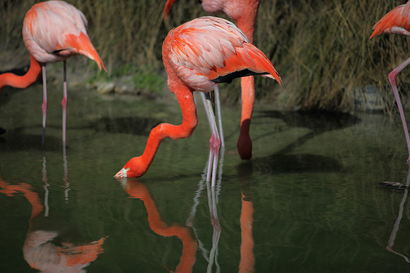 4975_DG_Fisher_Flamingos_Miami_FL_2010_IMG_0124