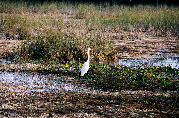 84694_EVERGLADES 33939__Azuley-R7-14A