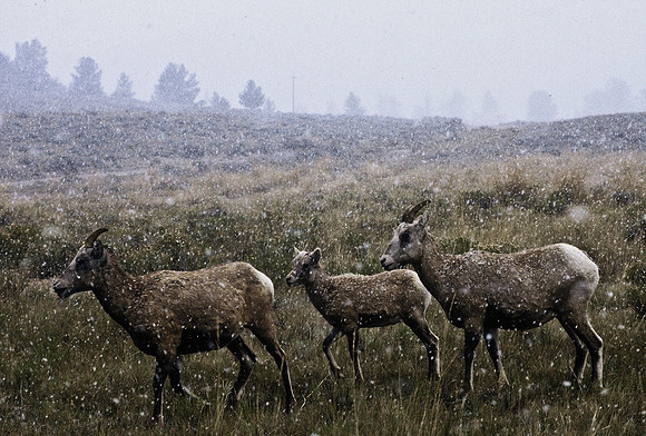 47350_B2_SL_COLOR_US_TOUR_ROCKY_MOUNTAINS_WY_97_07.jpg