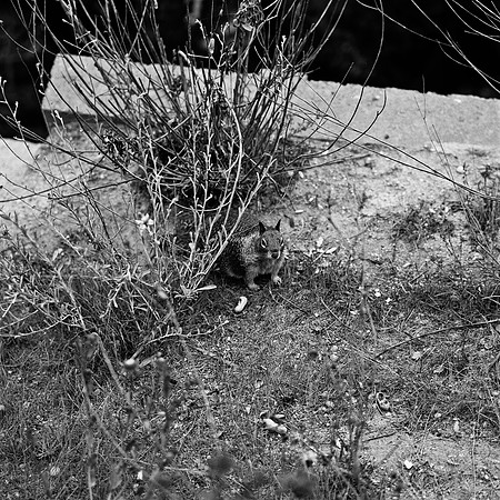 2368_FM_BW_CARMEL_CA_02_3.jpg