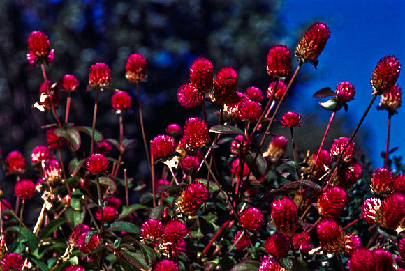 47703_B12_SL_COLOR_SEDONA_TO_CATHEDRAL_ROCK_TO_ENCHANTON_RESORT_AZ_97_13.jpg