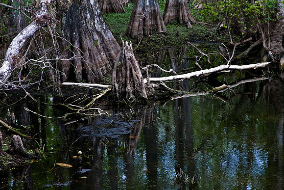 2527_EVERGLADES_MIAMI_FLORIDA_AOM_20090315__A0M1385