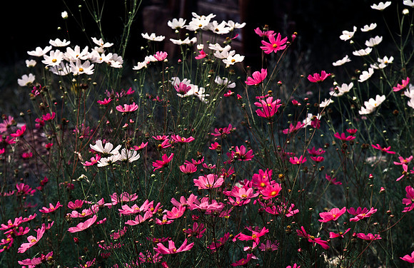 37861_B15_SL_COLOR_CIMARRON_TO_CARSON_NF_LOOP_TO_TAOS_HWY56_NM_97_16.jpg