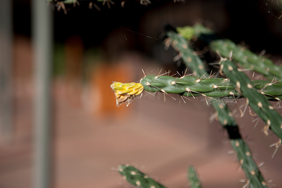 20080916_DVD57_DG_USA_Sedona_7484_full_blead