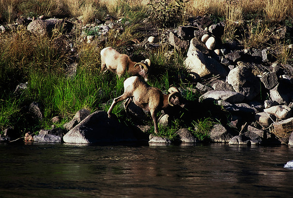 47438_B5_SL_COLOR_SALIDA_5_POINT_SPEEDING_COLORADO_WY_97_03.jpg