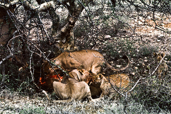 55448_SL_COLOR_LIONS_SUMBURU_KENYA_AFRICA_1989_20