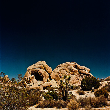 2334_FM_COLOR_JOSHUA_TREE_CA_02_5.jpg