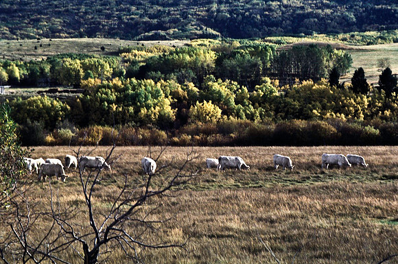 06707_B9_SL_COLOR_BUTTE_ANACONDA_COOPER_CITY_DIVIDE_MO_97_07.jpg